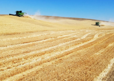 Monson Brothers Combines Wheat