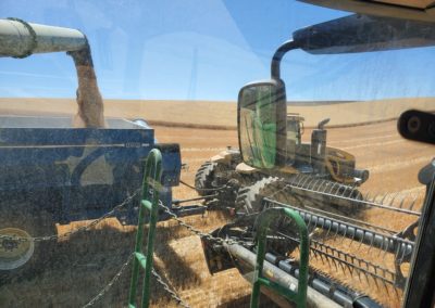 harvest 17