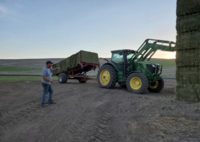 stacking hay