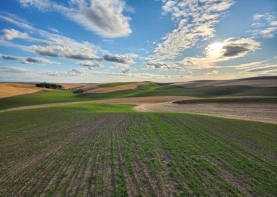 Green Winter Wheat