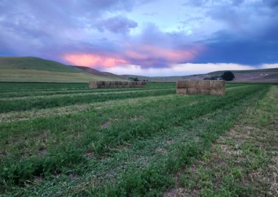 Haying in Storm